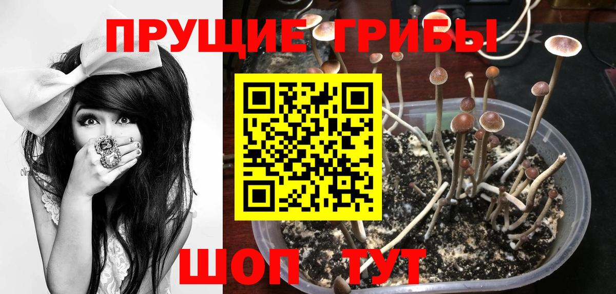 купить наркоту  Вход с VPN  Псилоцибиновые грибы Psilocybine cubensis  Клинцы  Галлюциногенные грибы Cubensis 